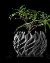 DSC03374-1.webp