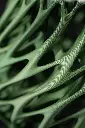 DSC00699-1.webp