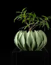 DSC01401-1.webp