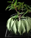 DSC01404-1.webp